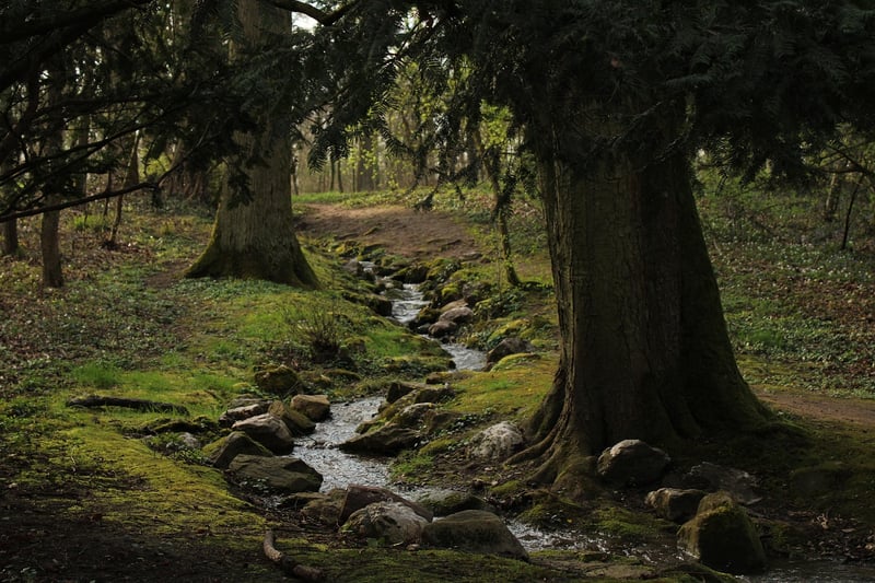 Elves in the forest